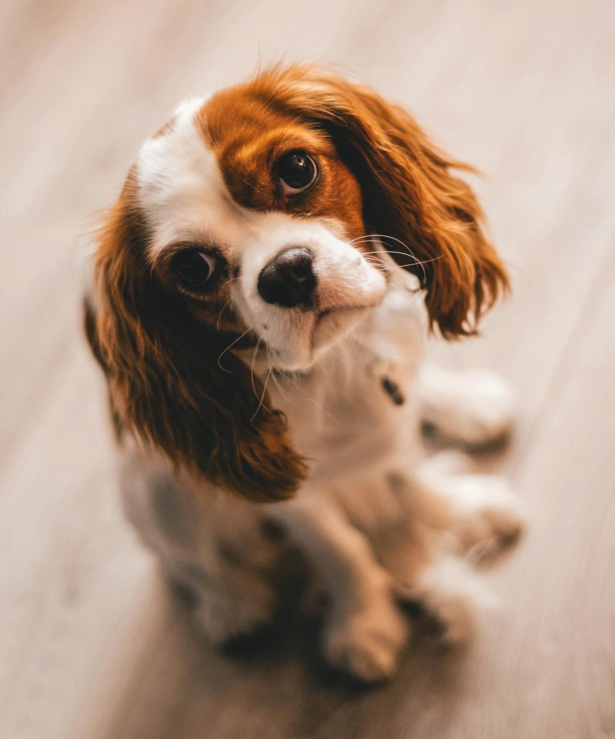 Biscuit, a dog