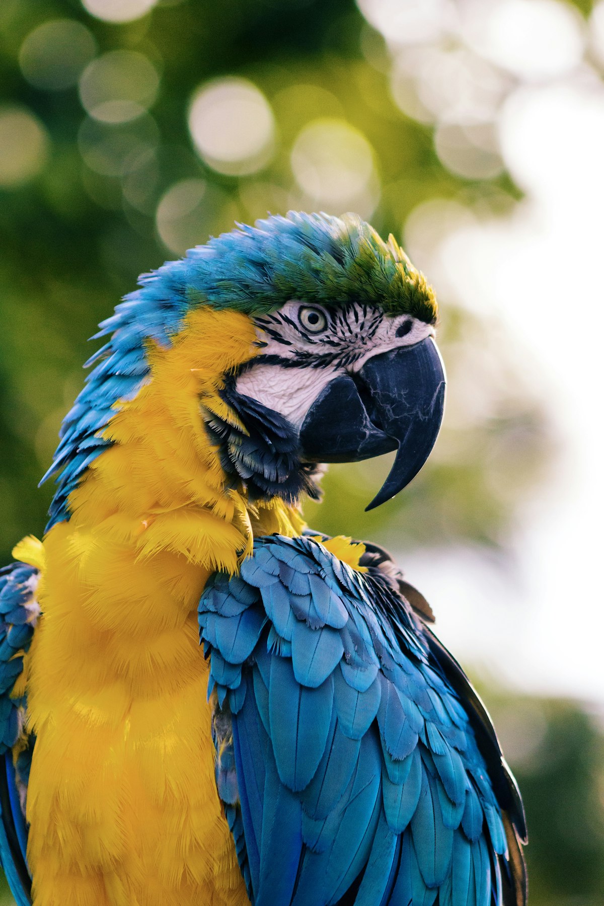 Kiwi, a bird