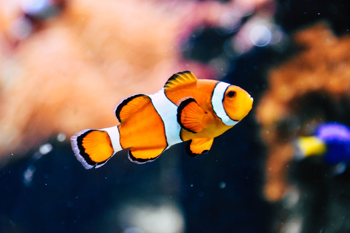 Bubbles, a fish