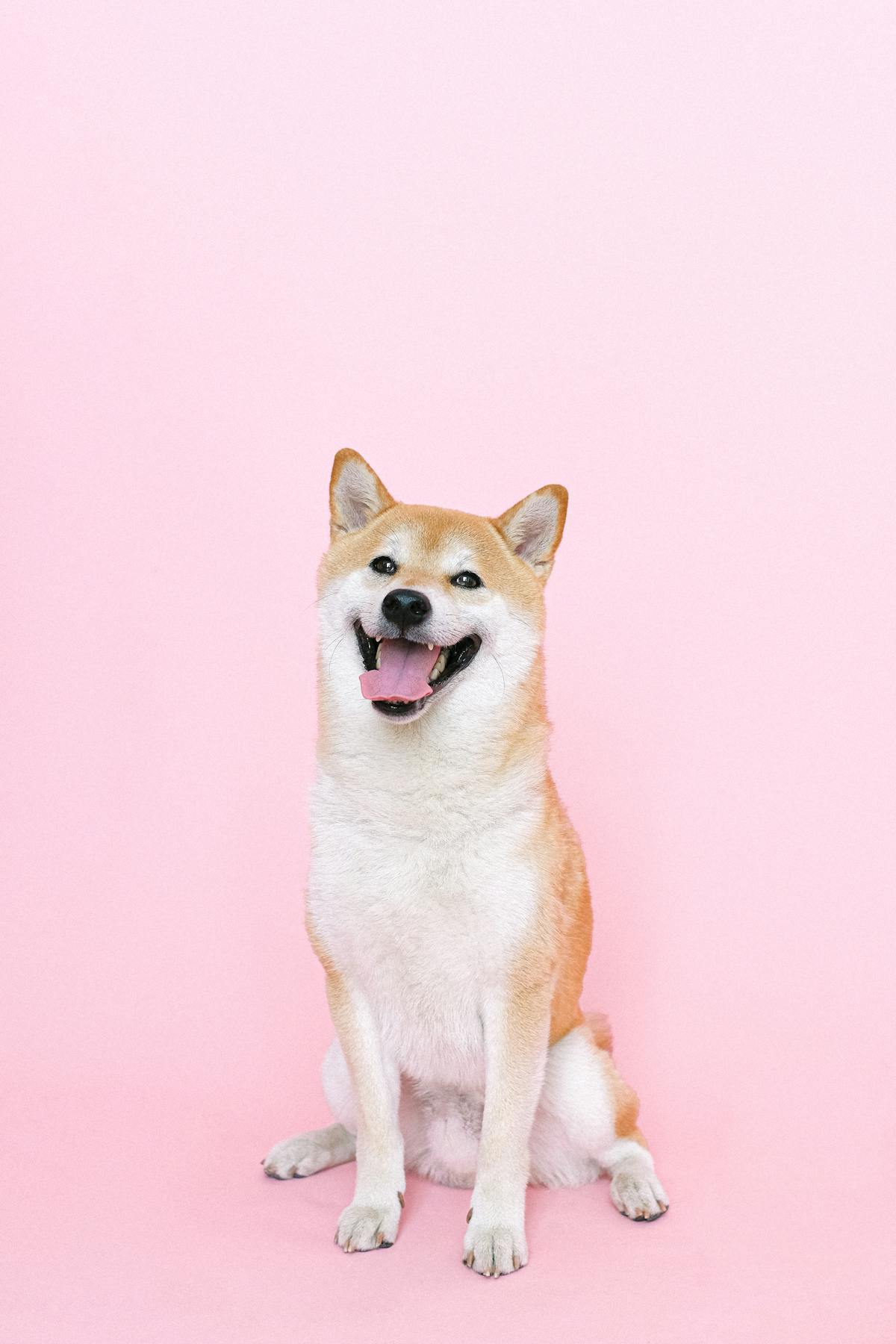 Lulu, a dog