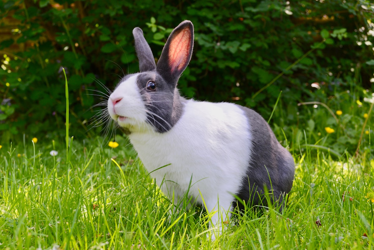Clover, a rabbit